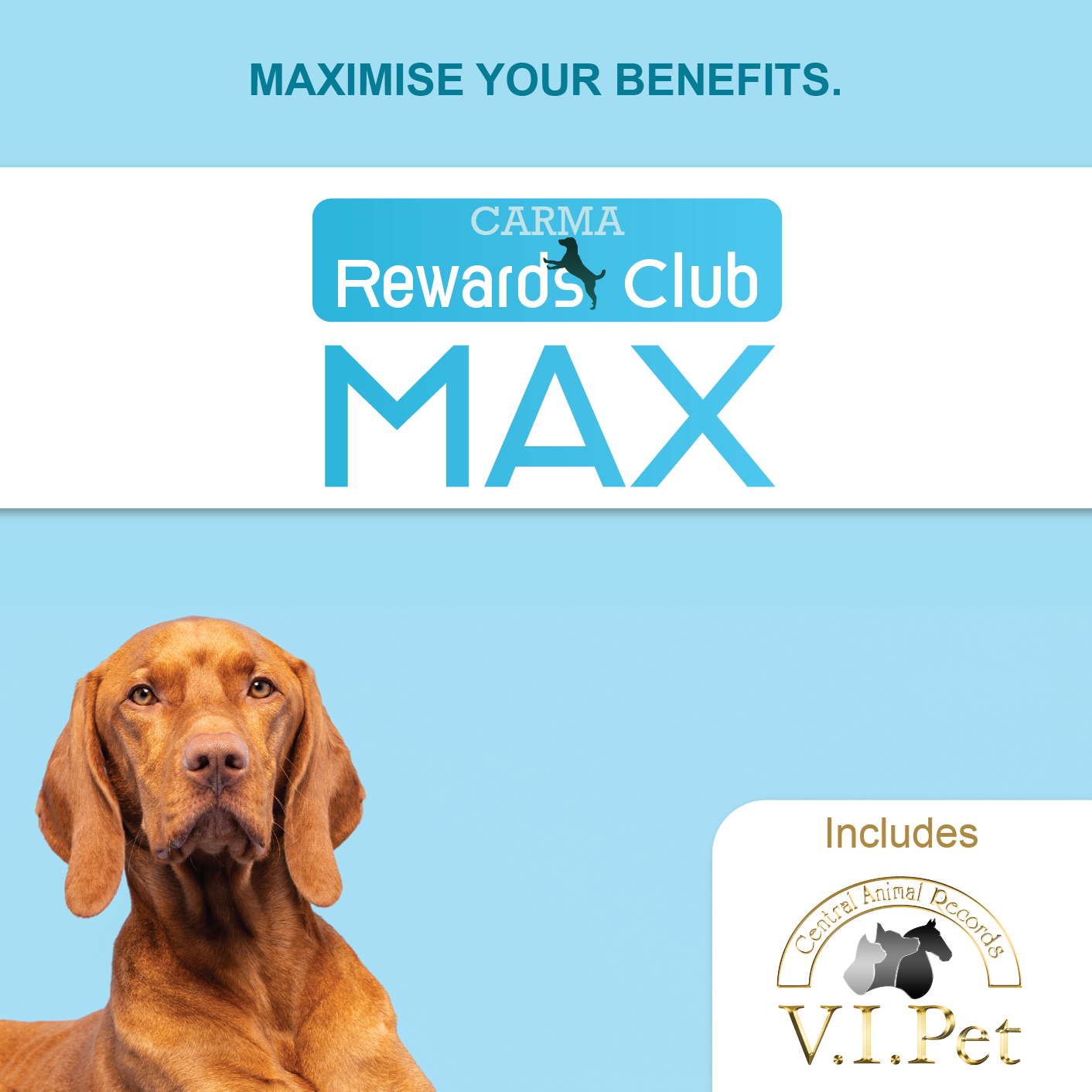 CARMA Rewards Club MAX with Hungarian vizsla
